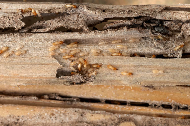Best Pest Prevention Services  in Merrick, NY